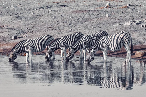 Burchell Zebra Familie Met Kalfdrankjes Uit Waterpoel Etosha National Park — Stockfoto
