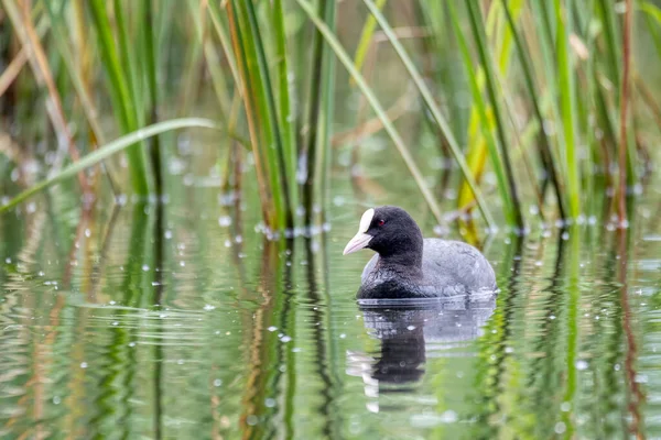 Ave Acuática Coot Euroasiática Fulica Atra Estanque Con Reflejo Verde — Foto de Stock