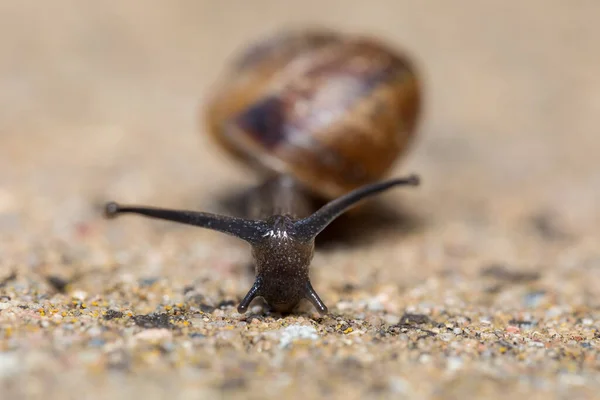 Close Macro Caracol Pequeno Jardim Helix Aspersa Jardim Vida Selvagem — Fotografia de Stock