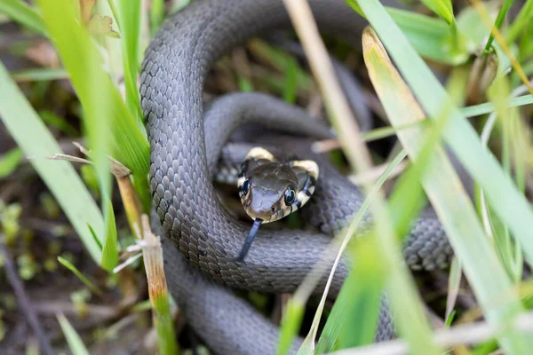 Closeup Malého Travního Hada Přirozeném Prostředí Obranném Postoji Natrix Natrix — Stock fotografie