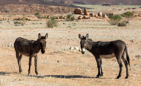 Esel Weiden Der Weiten Und Trostlosen Wüstenlandschaft Brandberg Namibia — Stockfoto