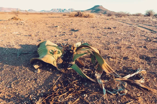 Welwitschia Mirabilis 1000 Mais Anos Idade Planta Brandberg Montanha Namíbia — Fotografia de Stock