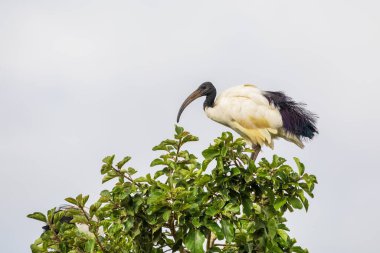 Göldeki Afrika kutsal ayıları. Threskiornis aethiopicus. Afrika kıtasında yaygın bir kuş. Etiyopya safarisi vahşi yaşam