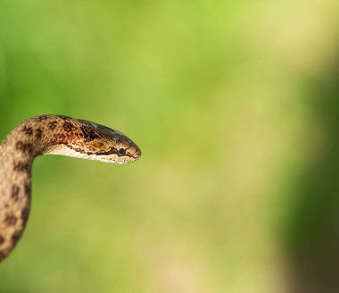Zehirli olmayan Pürüzsüz yılan, Coronella Austriaca, bulanık arka planda kafa detayı, Çek Cumhuriyeti, Avrupa vahşi yaşamı