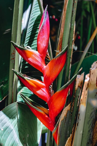 Güzel Kırmızı Heliconia Heliconiaceae Ailesinde Çiçek Açan Bitkiler Etiyopya Vahşi — Stok fotoğraf