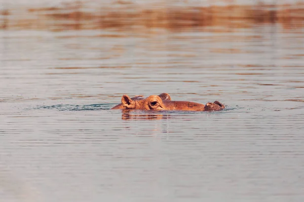 Hippo Kijkt Uit Het Water Hot Springs Meren Oromnia Regio — Stockfoto