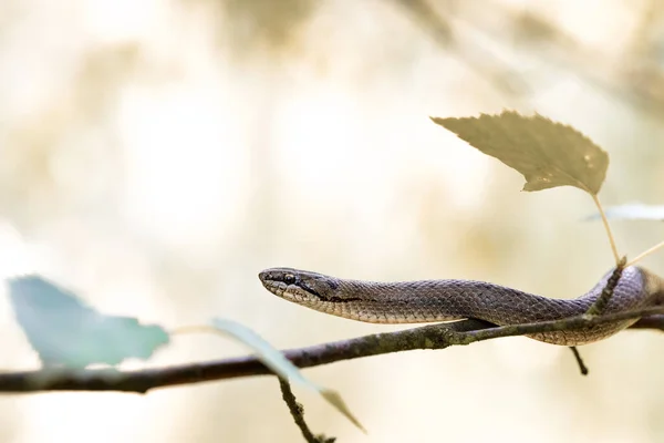 Non venomous Smooth snake, Coronella austriaca climb on tree, Czech Republic, Europe wildlife