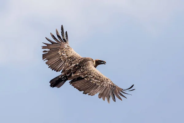 Griffon Avvoltoio Volo Contro Cielo Uccello Etiopia Africa Fauna Selvatica — Foto Stock