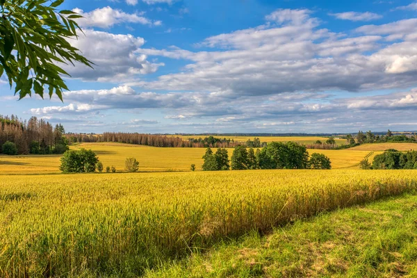 Dia Quente Verão Campo Campo Trigo Amarelo Julho Conceito Agrícola — Fotografia de Stock