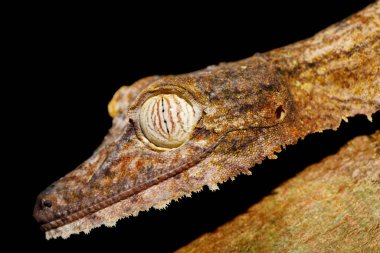 Dev gece hayvan yaprağı kuyruklu kertenkele, Uroplatus fimbriatus, Meraklı Mangabe parkı rezervi, Madagaskar. Gecko ağaçta maskeli. Endemik hayvan, Madagaskar yaban hayatı