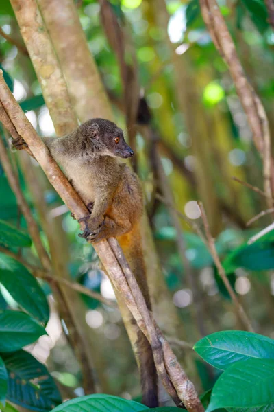 Hona Vithuvad Lemur Eulemur Albifrons Gren Madagaskars Regnskog Masoala Skogsreservat — Stockfoto