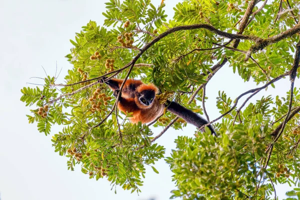 Мадагаскарский Рыжий Лемур Кормящийся Вершине Деревьев Varecia Rubra Тропические Леса — стоковое фото