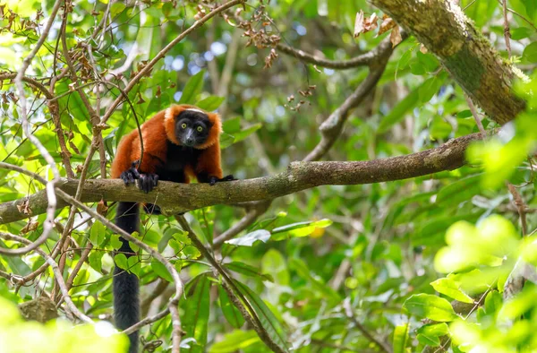 Мадагаскарский Рыжий Лемур Varecia Rubra Вершине Дерева Мазоала Тропический Лес — стоковое фото