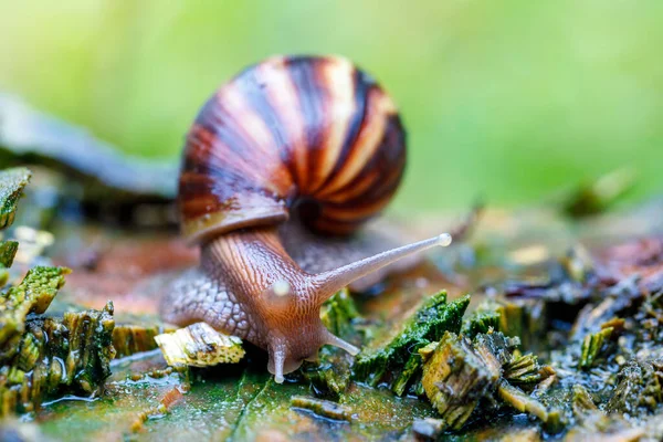 Caracol Africano Gigante Solo Madagáscar Floresta Tropical Masoala África Vida — Fotografia de Stock