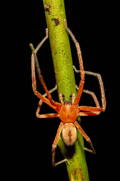 Makro Der Wunderschönen Orangefarbenen Spinne Nationalpark Masoala Halbinsel Tierwelt Madagaskars — Stockfoto