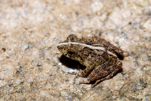 Pequeno Sapo Boophis Rhodoscelis Espécie Anfíbio Família Mantellidae Parque Nacional — Fotografia de Stock