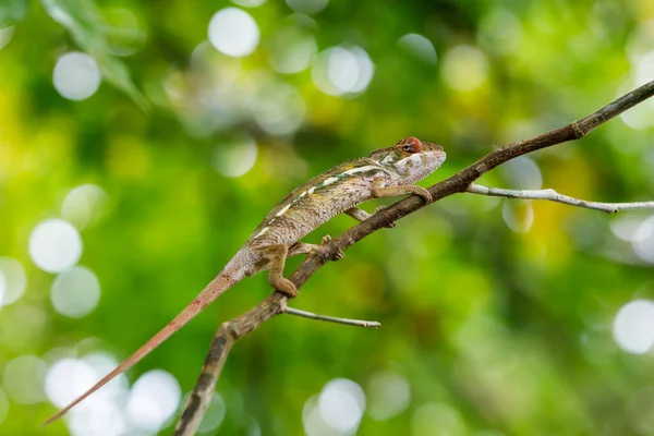 Liten Ödla Panter Kameleont Furcifer Pardalis Liten Gren Regnskog Vid — Stockfoto