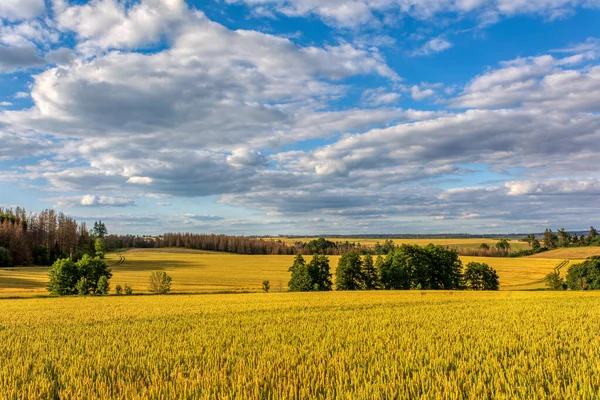 Día Caluroso Verano Campo Campo Trigo Amarillo Julio Concepto Agrícola — Foto de Stock