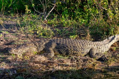 Büyük Nil timsahı nehir kıyısında dinleniyor, Chobe nehrinde, Botsvana safarisinde vahşi yaşam