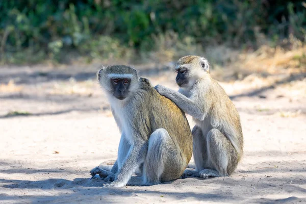 Family Vervet Monkey Chlorocebus Pygerythrus Chobe National Park Botswana Africa — Stock Photo, Image