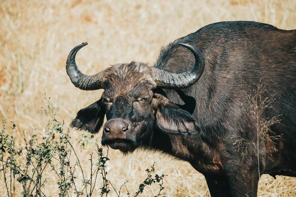 Αφρικανική Cape Buffalo Στο Εθνικό Πάρκο Chobe Μποτσουάνα Σαφάρι Άγρια — Φωτογραφία Αρχείου