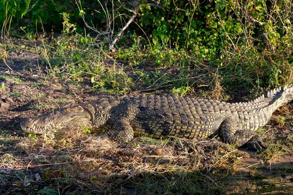 Crocodilo Nilo Grande Descansando Margem Rio Rio Chobe Vida Selvagem — Fotografia de Stock