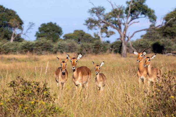 Familia Antílopes Impala Aepyceros Melampus Parque Caza Tira Caprivi Nambwa — Foto de Stock