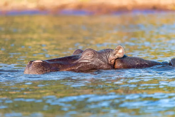 Hipopótamo Hipopótamo Hipopótamo Parque Nacional Chobe Botsuana Verdadeira Fotografia Vida — Fotografia de Stock