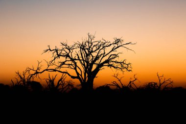 Önünde ağaç silueti, Moremi oyun rezervi, Okavango Deltası, Afrika vahşi doğası ile huzurlu günbatımı