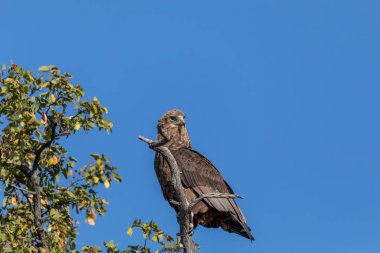 Görkemli Tawny Eagle (Aquila rapax), doğal habitattaki büyük yırtıcı kuş, Moremi oyun parkı, Botswana Afrika safari vahşi yaşam