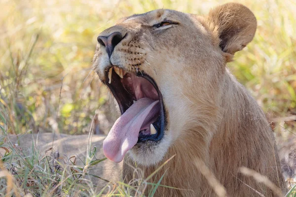 Lazy Lion Yawns Rests Shade Panthera Leo Natural Habitat Savuti — Stock Photo, Image