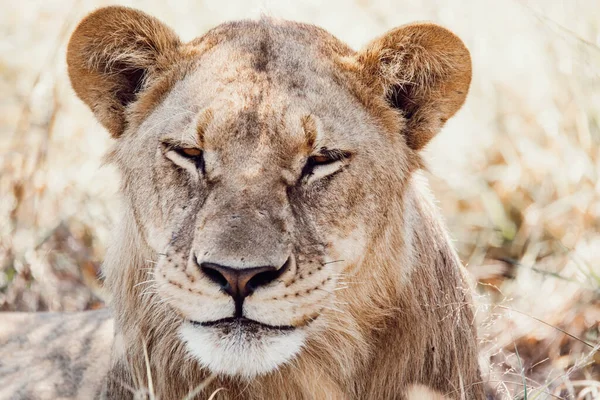 Lazy Lion Rests Shade Panthera Leo Natural Habitat Savuti Game — Stock Photo, Image