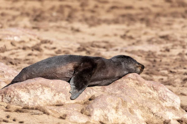 Foca Piel Marrón Reposo Carnívoro Africano Una Las Colonias Más — Foto de Stock