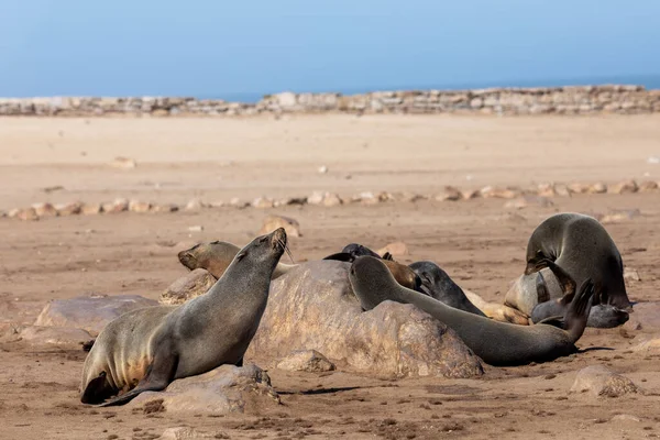 黑毛海豹 非洲食肉动物 生活在纳米比亚卡普克罗斯最大的殖民地之一 — 图库照片