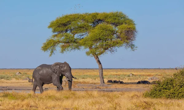Elefante Africano Sucio Fangoso Sabana Con Acacia Sola Savuti Parque —  Fotos de Stock