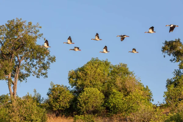 Bandada Voladora Aves Ganso Egipcio Río Chobe Botswana África Fauna — Foto de Stock