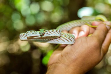 Doğulu Yılan ya da Asyalı Vine Snake (Ahaetulla prasina) Tangkoko Milli Parkı. Sulawesi, Endonezya, Vahşi Yaşam