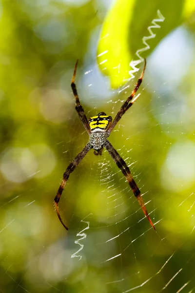 Argiope Aemula Gatunek Pająka Rodziny Araneidae Tangkoko National Park North — Zdjęcie stockowe