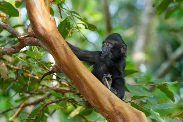 固有種の猿のかわいい赤ちゃん熱帯雨林で黒い猿 Macaca Nigra として知られている紋入りのマカクを祝う 北スラウェシ島のTangkoko自然保護区 インドネシアの野生動物 — ストック写真