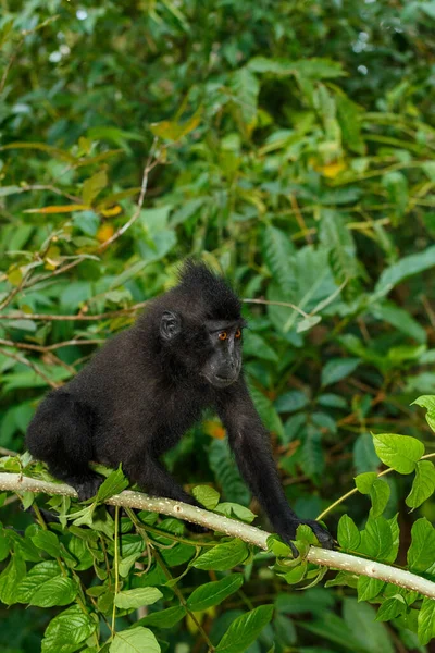 Słodkie Dziecko Endemicznej Małpy Celebes Crested Macaque Znany Jako Czarna — Zdjęcie stockowe