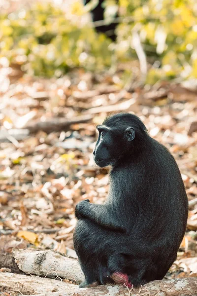 インドネシア北スラウェシ州の熱帯雨林 タンココ自然保護区 野生動物では黒猿 Macaca Nigra として知られている固定されたマカクを祝う — ストック写真