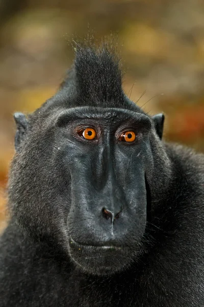 Kara Maymun Macaca Nigra Olarak Bilinen Maymun Tepeli Makağı Yağmur — Stok fotoğraf