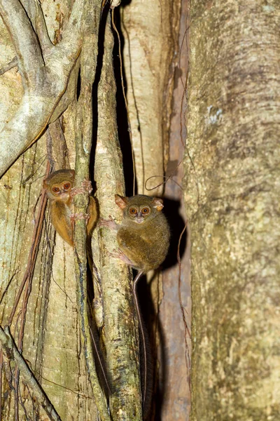 Very Rare Endemic Spectral Tarsier Tarsius Spectrum Tangkoko National Park — Stock Photo, Image