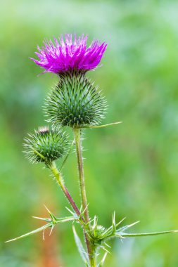 Mızrak devedikeni (Cirsium Vulgare), devedikeni, boğa devedikeni ya da yazın açan devedikeni.