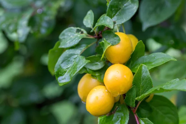 Ciruela Amarilla Cruda Mirabelle Fruta Que Crece Árbol Prunus Domestica — Foto de Stock