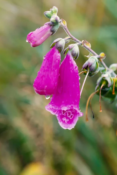 Wunderschöne Rosa Blume Lila Fingerhut Digitalis Purpurea Wald Der Wildnis — Stockfoto