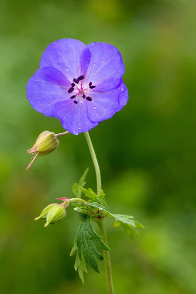 Close Wizerunek Piêknego Lata Kwitn Cego Wieloletni Purpurowy Geranium Pratense — Zdjęcie stockowe