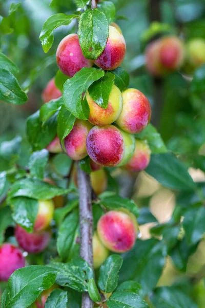 Mirabelle Prugne Rosse Crude Che Crescono Sugli Alberi Prunus Domestica — Foto Stock