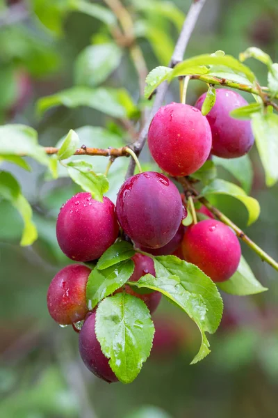 Ciruela Roja Cruda Mirabelle Fruta Que Crece Árbol Prunus Domestica — Foto de Stock