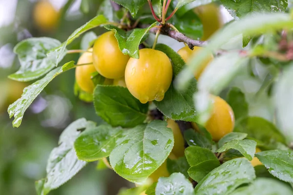 Mirabelle Prugne Gialle Crude Che Crescono Sugli Alberi Prunus Domestica — Foto Stock